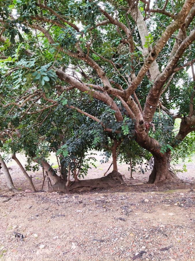 تشيلالا La Rueda Apartamentos Rurales المظهر الخارجي الصورة